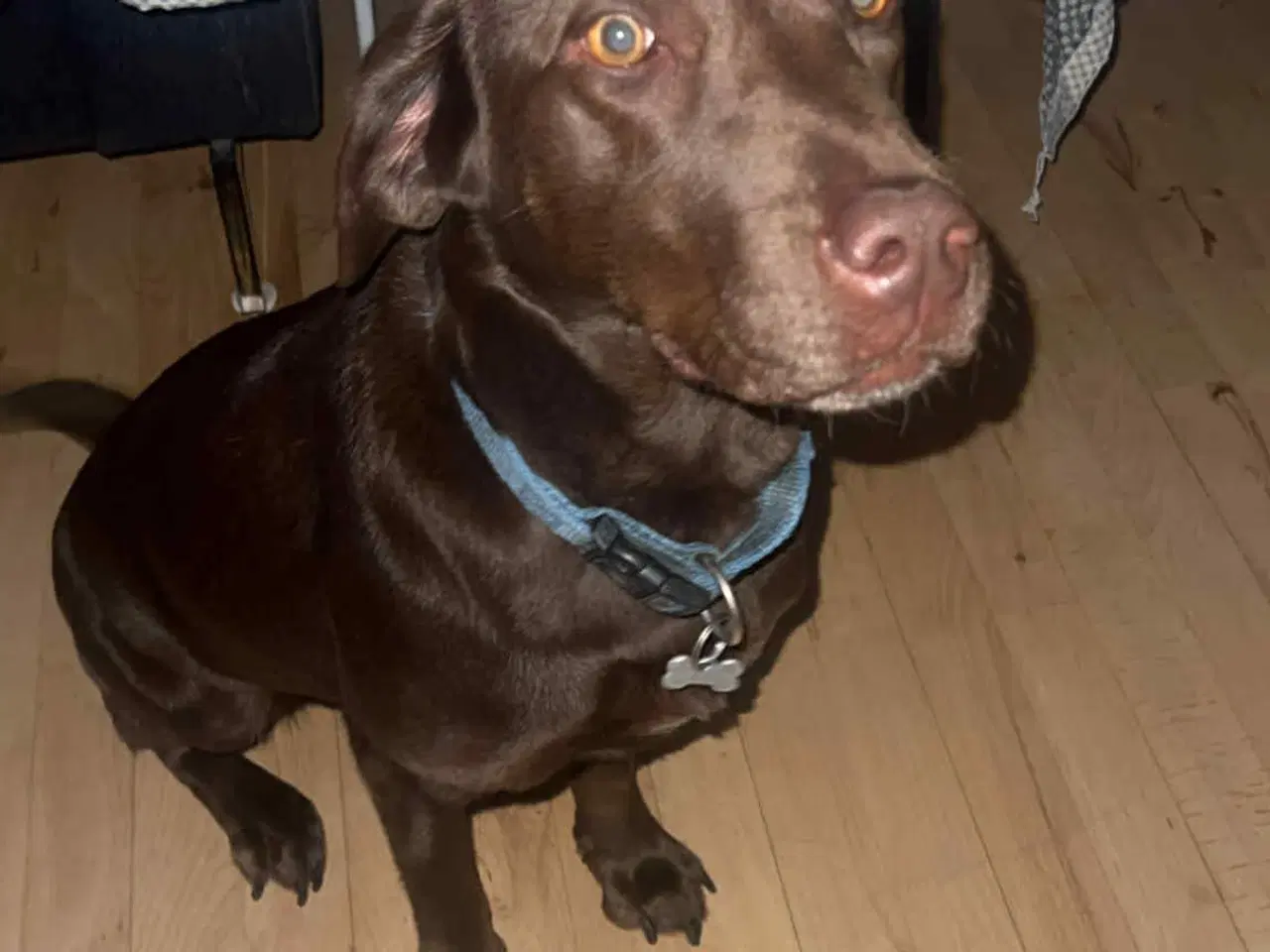 Billede 1 - Zika søger nyt hjem grundet ændring familie