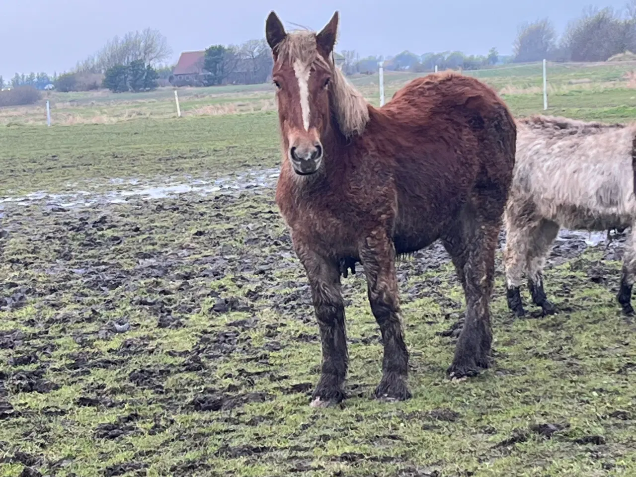 Billede 2 - Jydsk hest hoppe plag