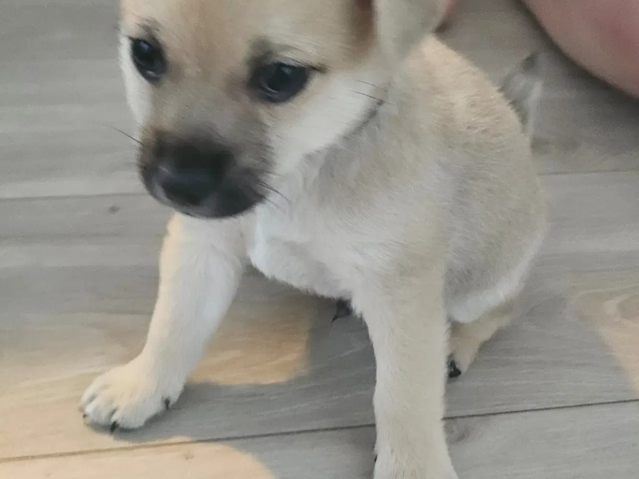 Billede 2 - Hundehvalpe 