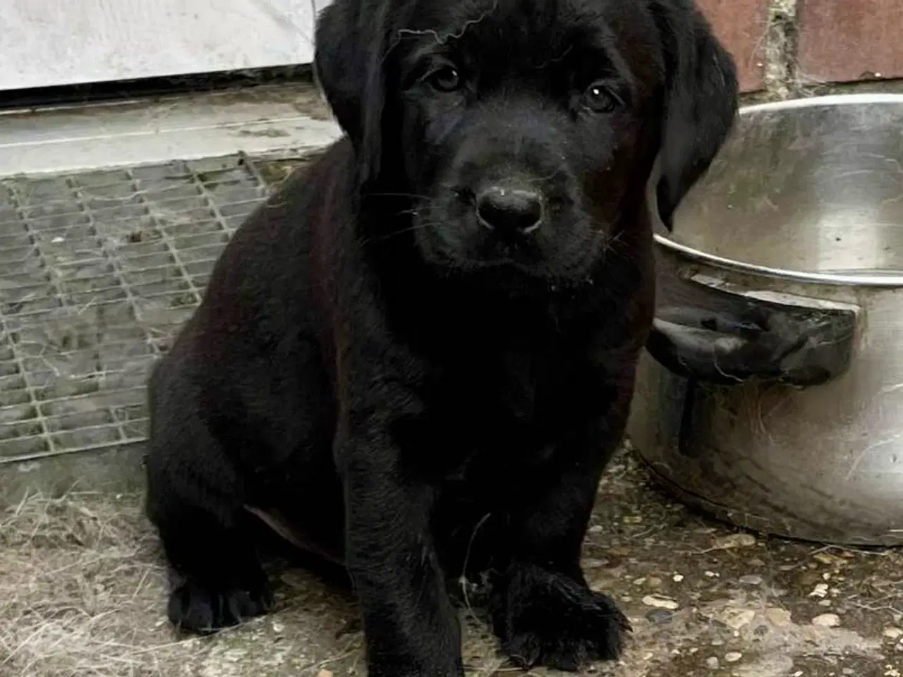 Billede 3 - Labrador 