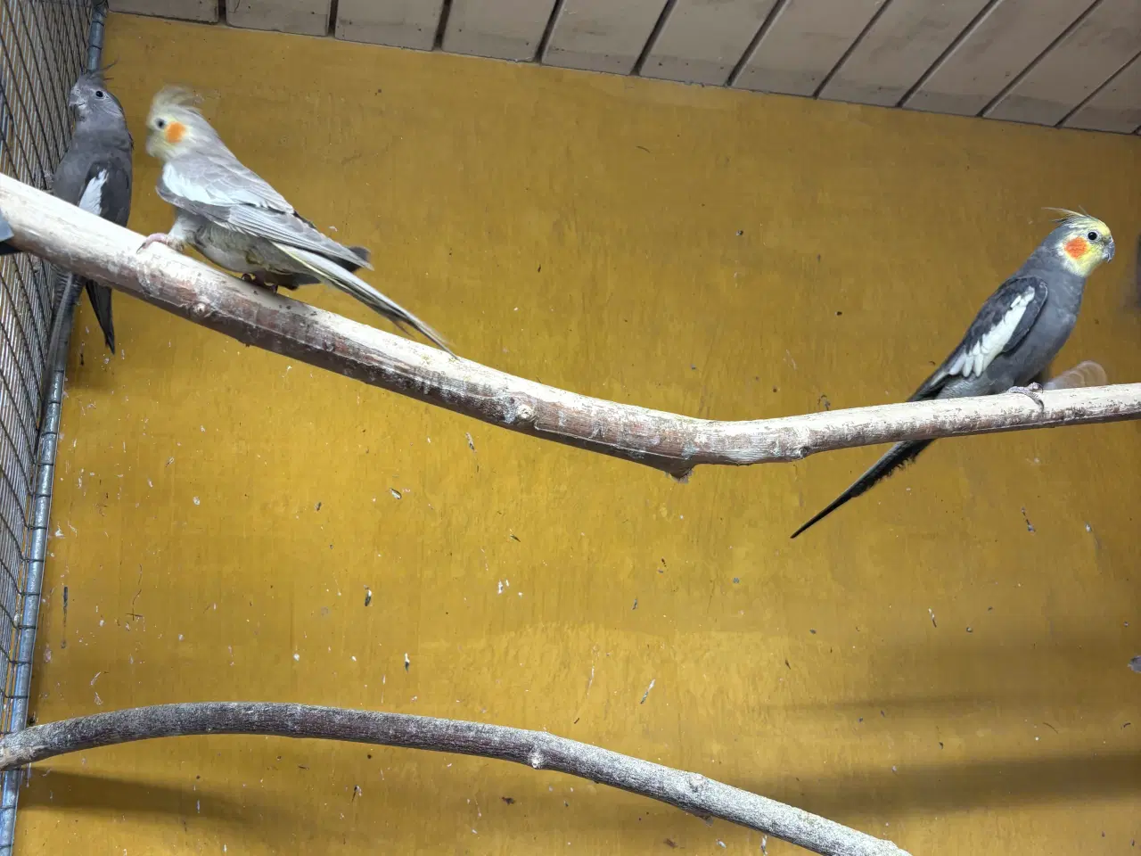 Billede 1 - Nymferparekitter pris pr stk fra 150kr