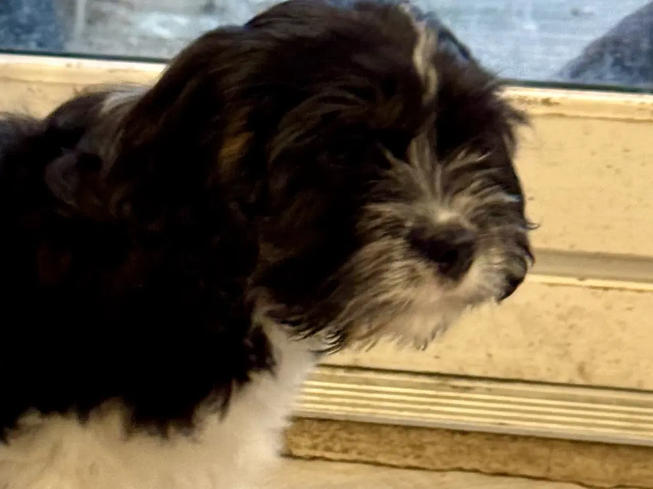 Billede 4 - Cavapoo Mix