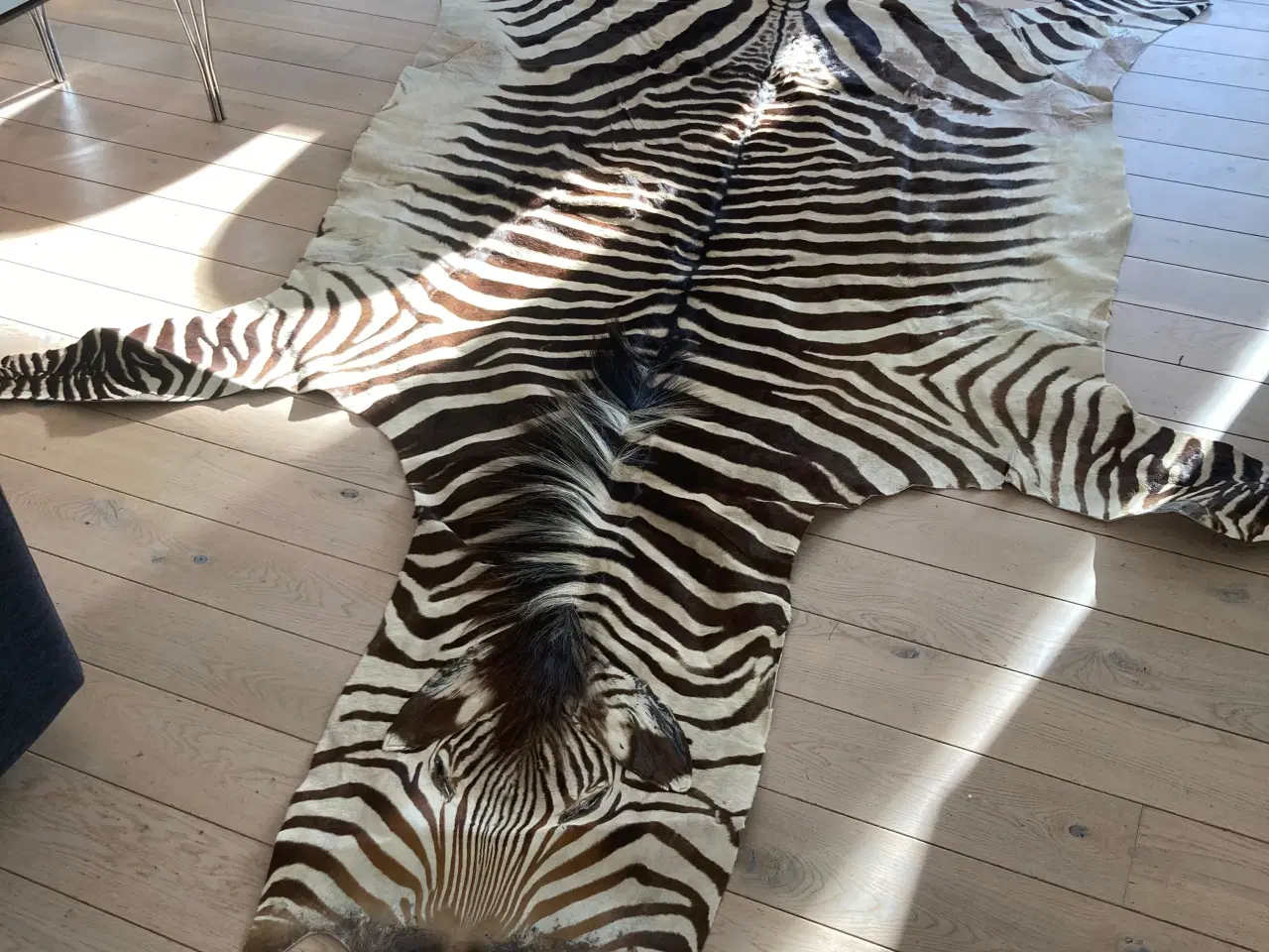 Billede 1 - Ægte zebraskind