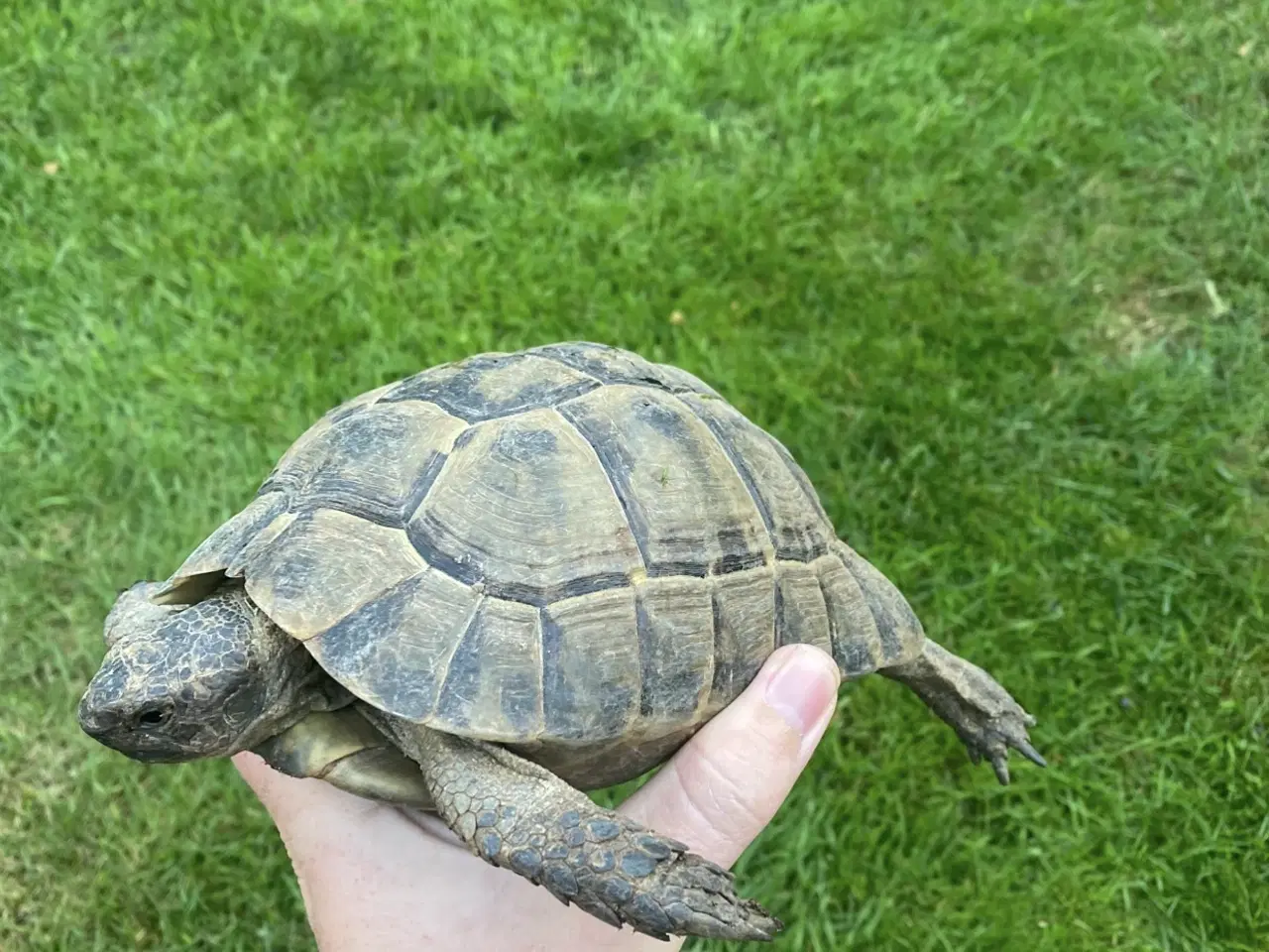 Billede 3 - Skildpadde 2 store mauriske hunner