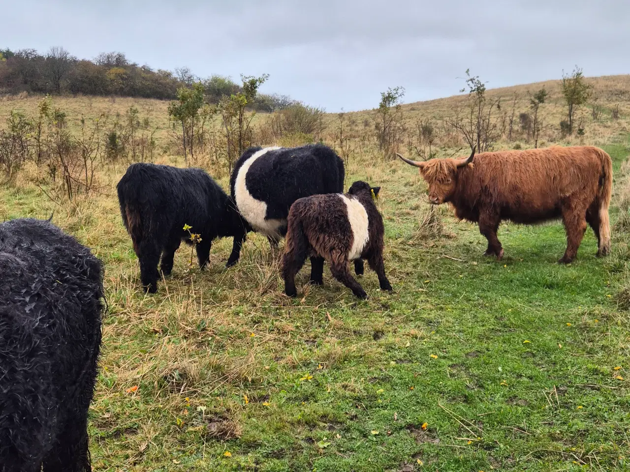 Billede 5 - Galloway - 3 køer + 2 kalve 