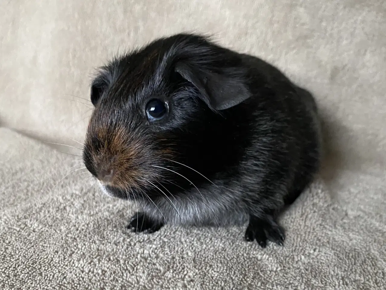 Billede 4 - 2 marsvin