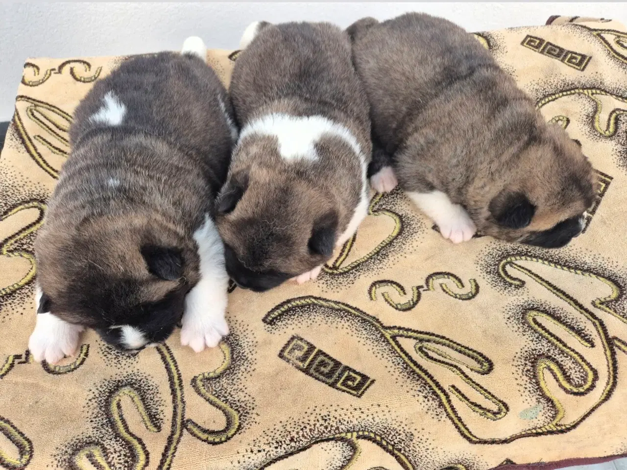 Billede 5 - Hundehvalpe American Akita 