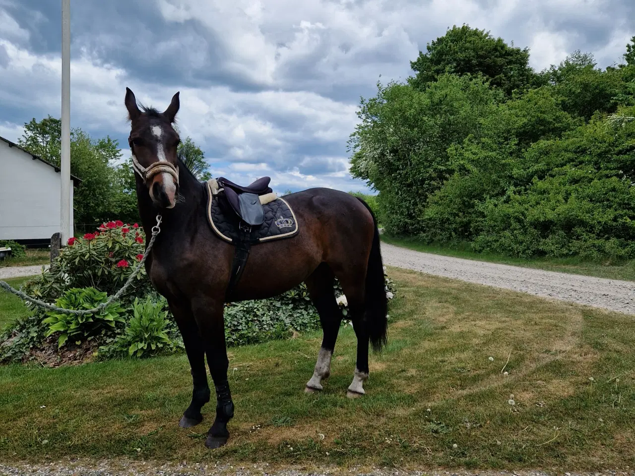 Billede 5 - Oldenborg Hoppe efter Canton Anholm