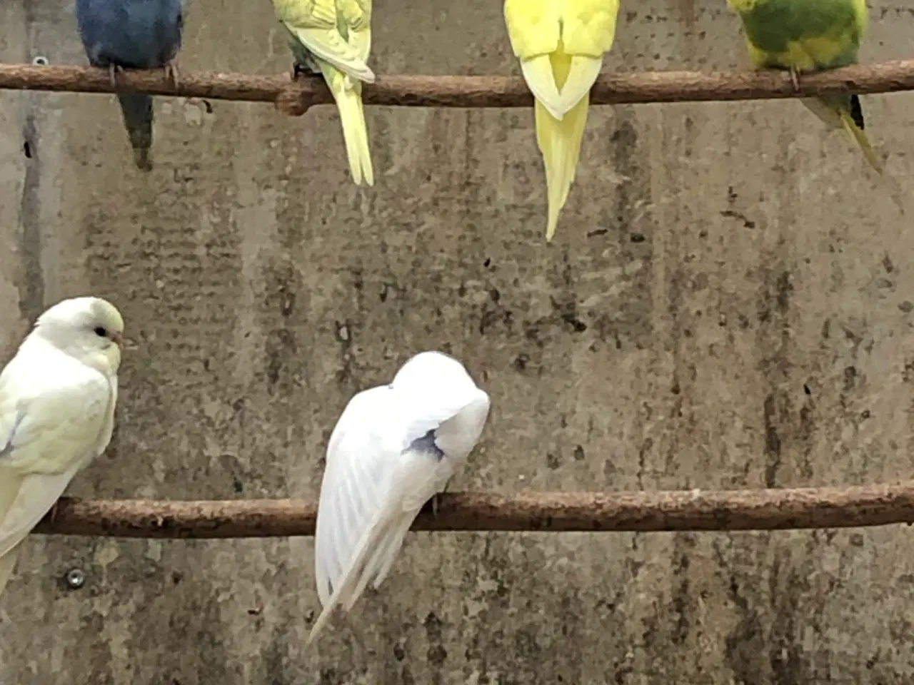 Billede 1 - Undulat unger