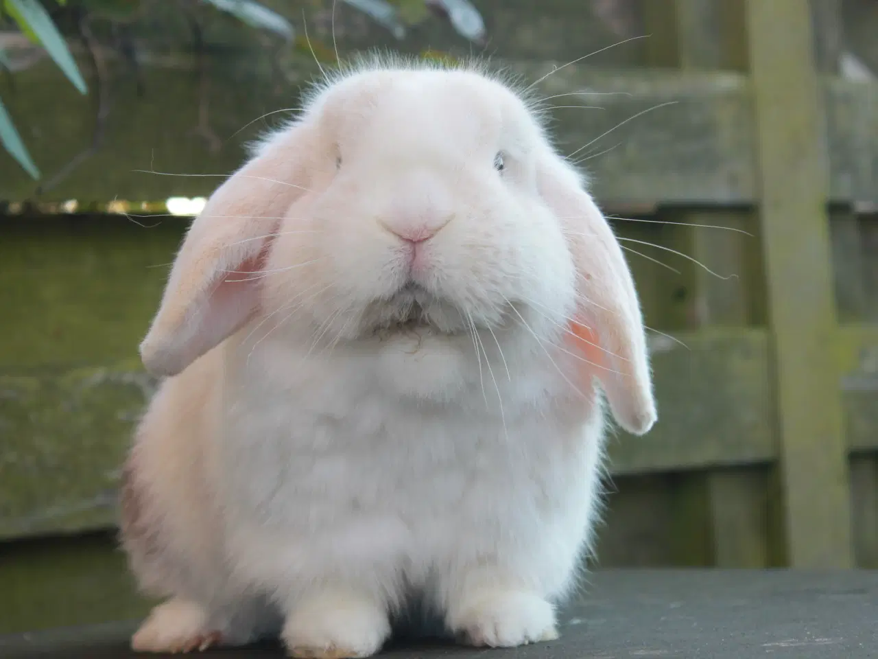 Billede 2 - Mini lop hankanin