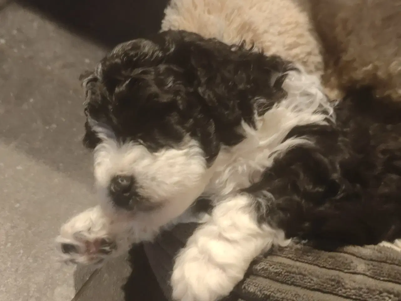 Billede 5 - Havapoo hvalpe