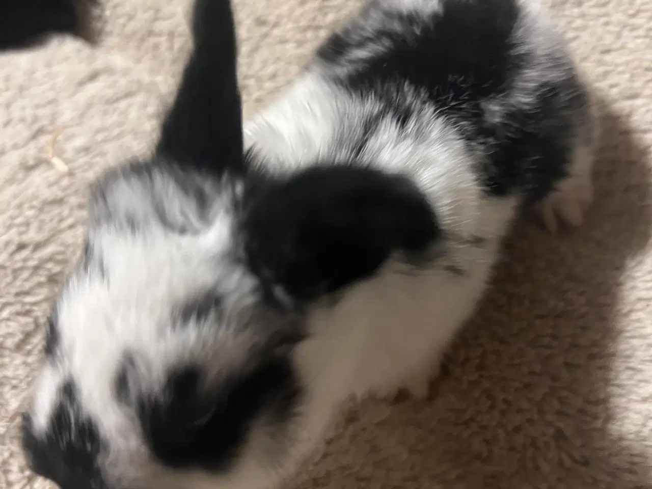 Billede 3 - Flotte Kaninunger 