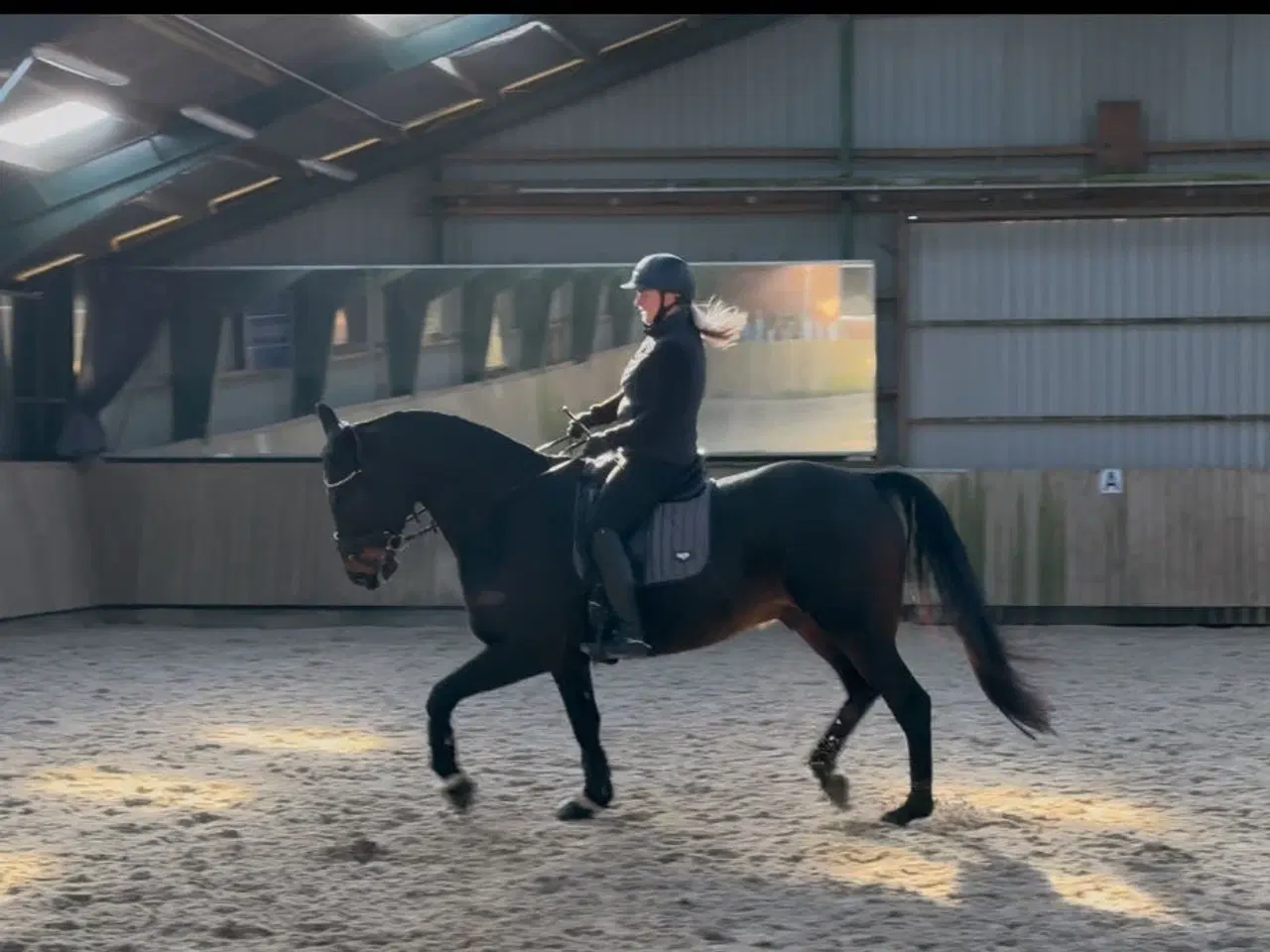 Billede 2 - Dejlig ridehest 