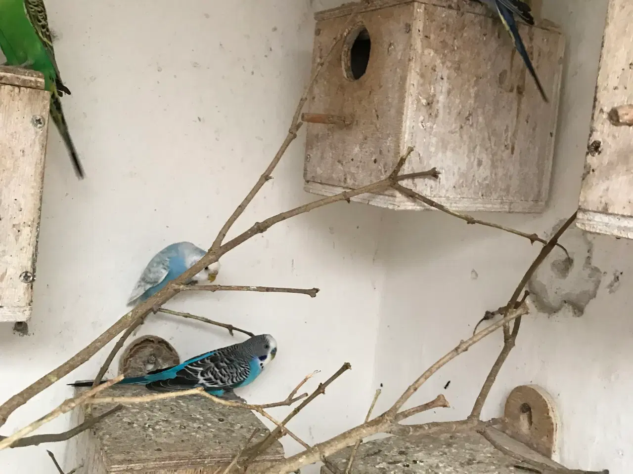 Billede 3 - Undulatunger