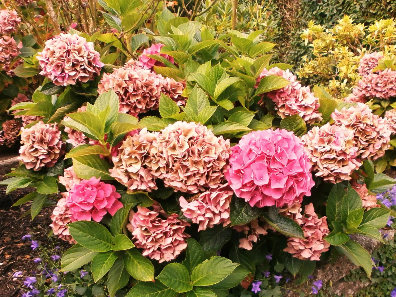 Billede 2 - Hortensia busk sælges