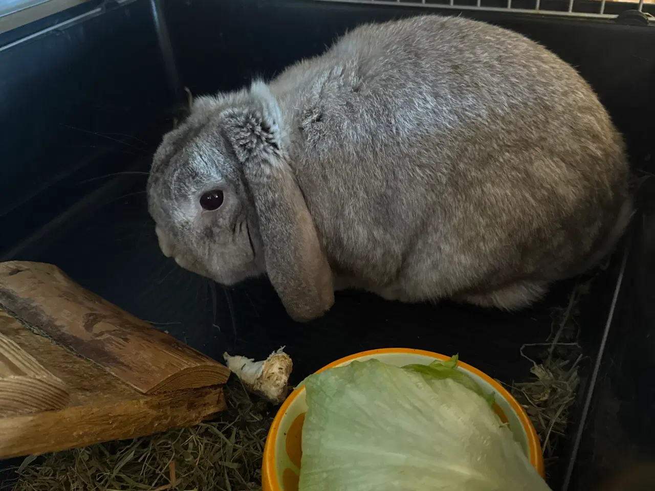 Billede 2 - Mini lop han kanin 