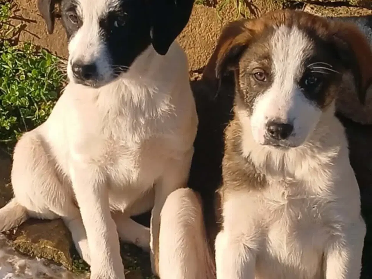 Billede 8 - Søde Muriel søger sit 4ever hjem