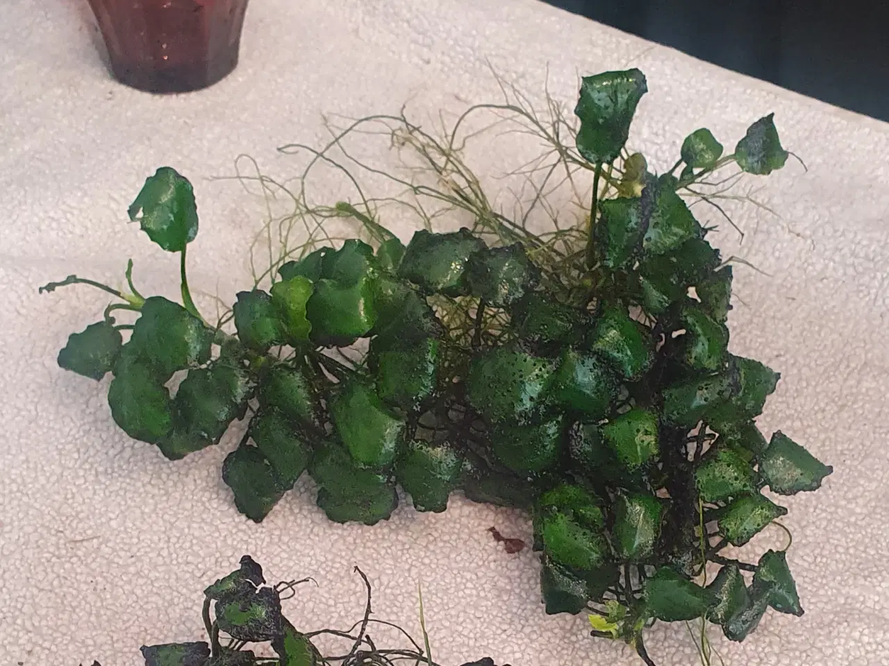 Billede 1 - Anubias 20x15