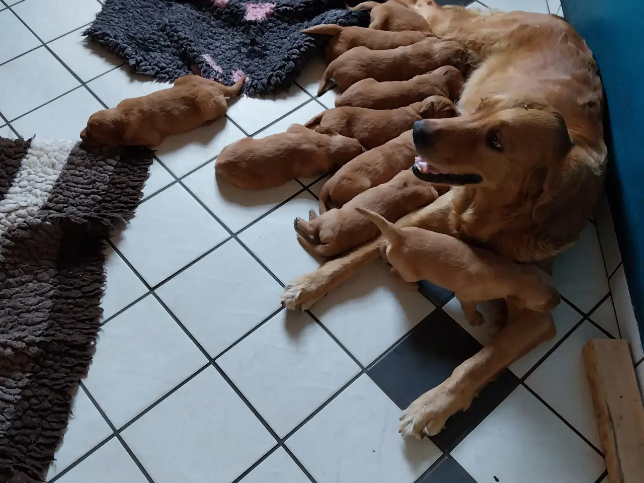 Billede 3 - Golden retriver hvalpe familie og jagthunde 