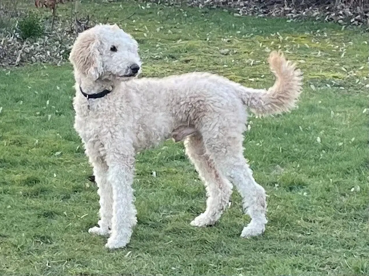 Billede 16 - Golden doodle hvalpe