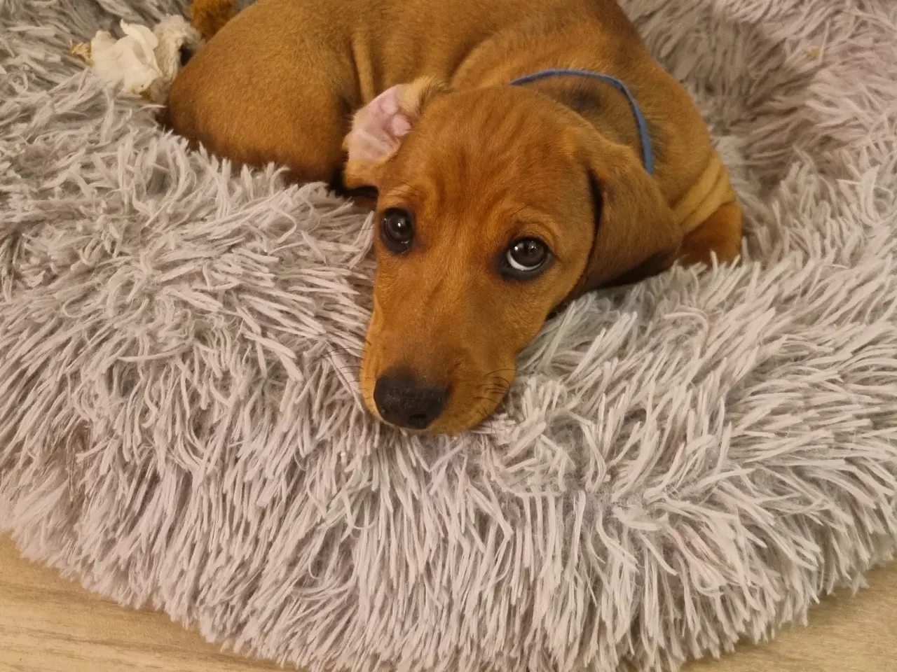 Billede 1 - 2 stk gravhundehvalpe korthåret mangler hjem