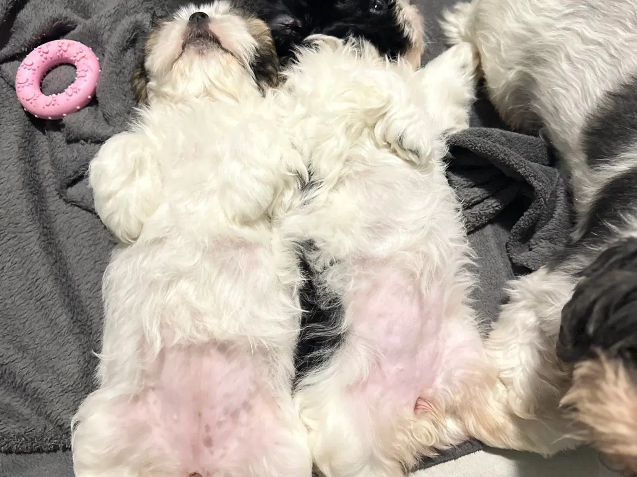 Billede 16 - Sød og allergivenlige Shih-Tzu hvalpe🐶