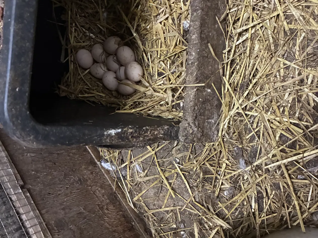 Billede 3 - Dværghøns flotte havehøns