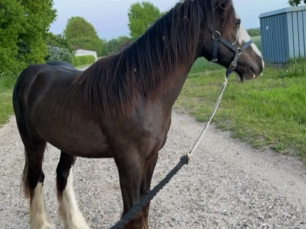 Billede 7 - Irish cob vallak tilsalg