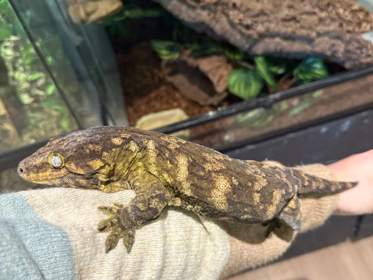 Billede 6 - Rhacodactylus leachianus (Nuu Ami-lokalitet) 0:1