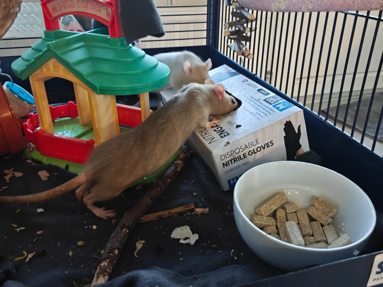 Billede 4 - Rotte piger søger nyt hjem 