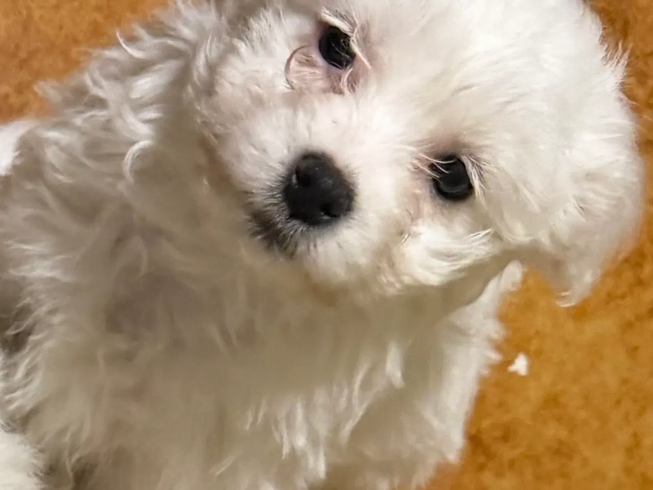 Billede 1 - Bishon Malteser