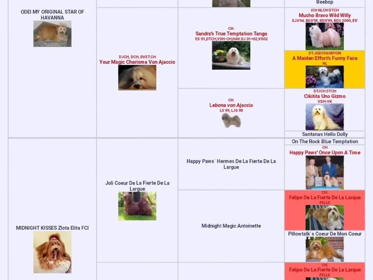 Billede 9 - Avlstjeneste /  Bichon Havanais