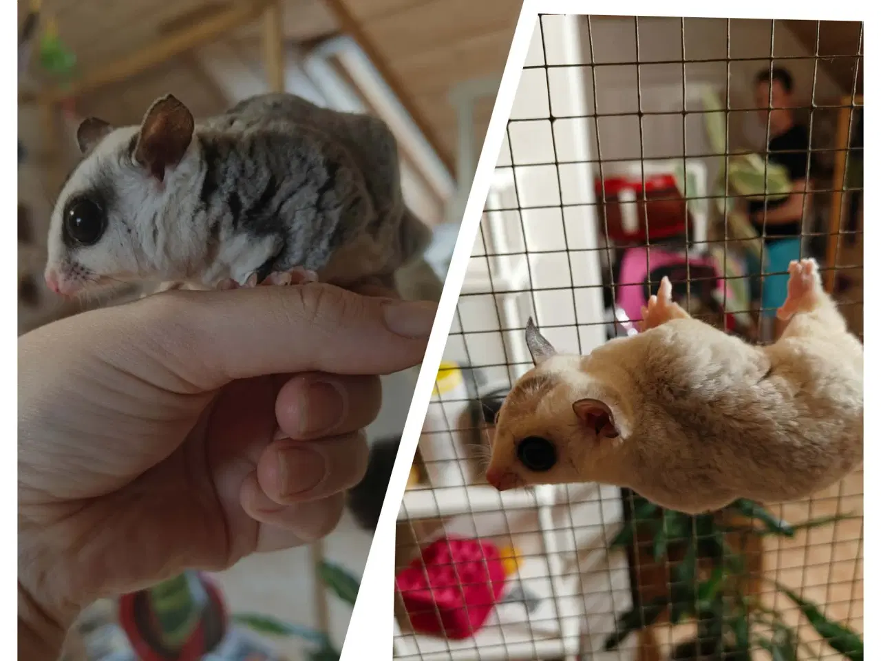 Billede 2 - Sugar Glider søger nye hjem