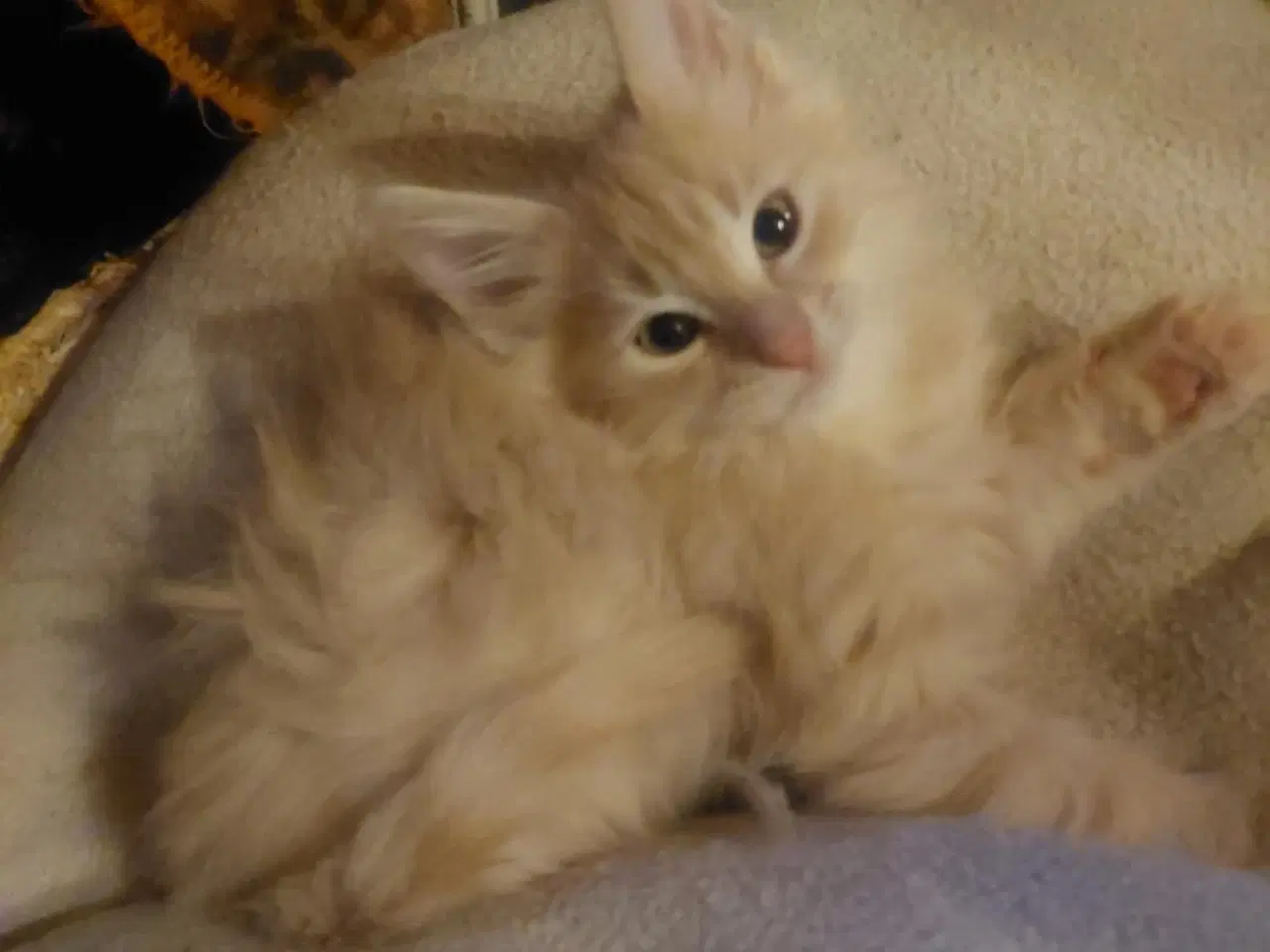 Billede 9 - Maincoon/Norsk skovkat