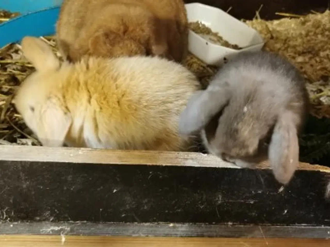 Billede 5 - Minilop unger