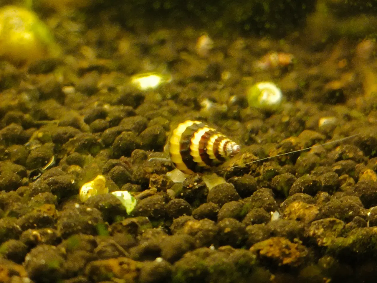 Billede 9 - Gubby, rejer, Helena snegle