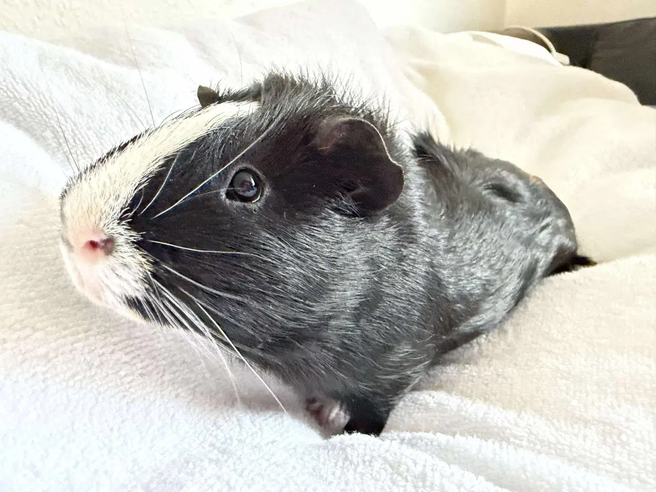 Billede 2 - Marsvine dreng 