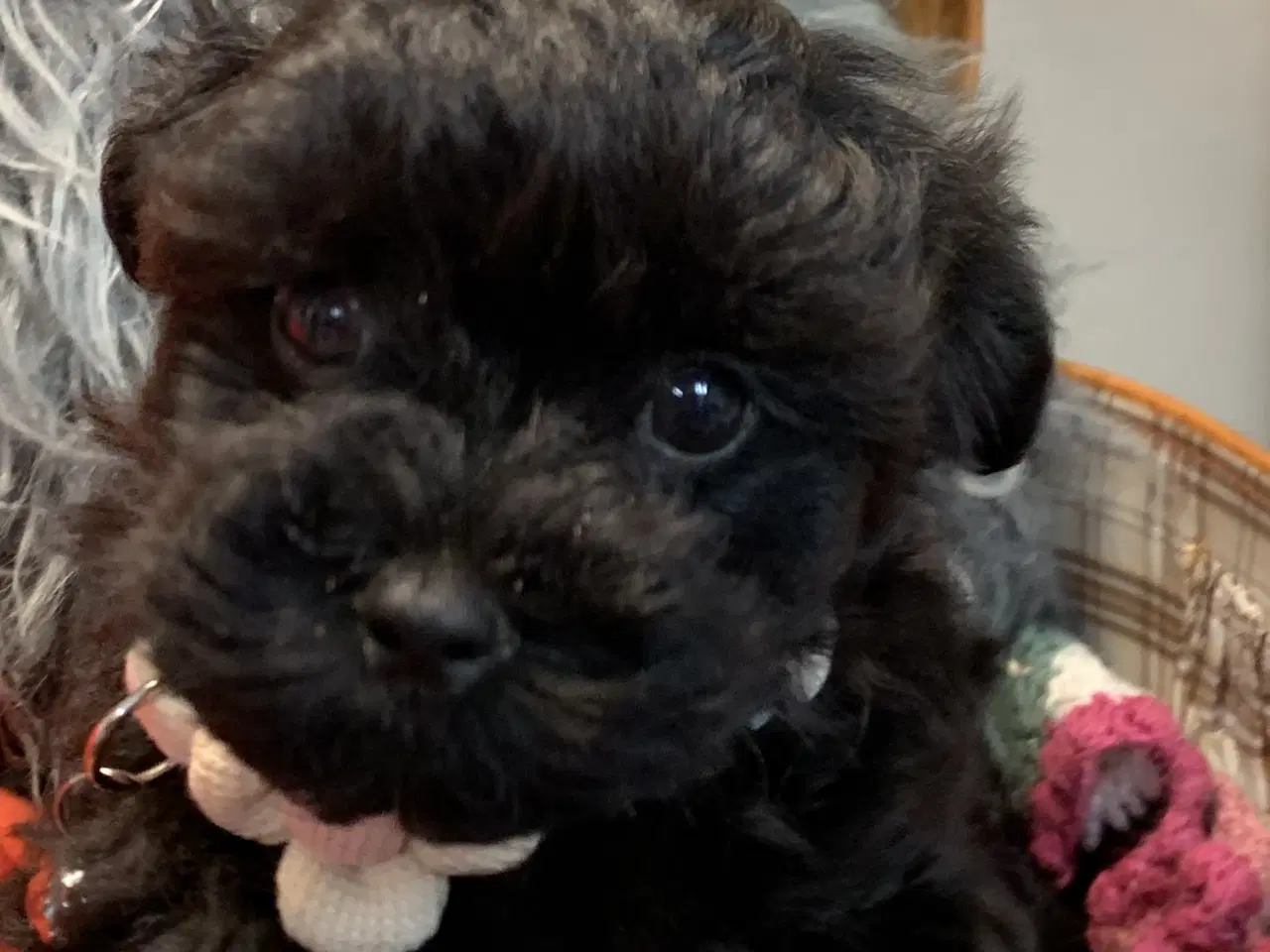 Billede 4 - Små fine Maltipoo babyer er rejseklar nu . 