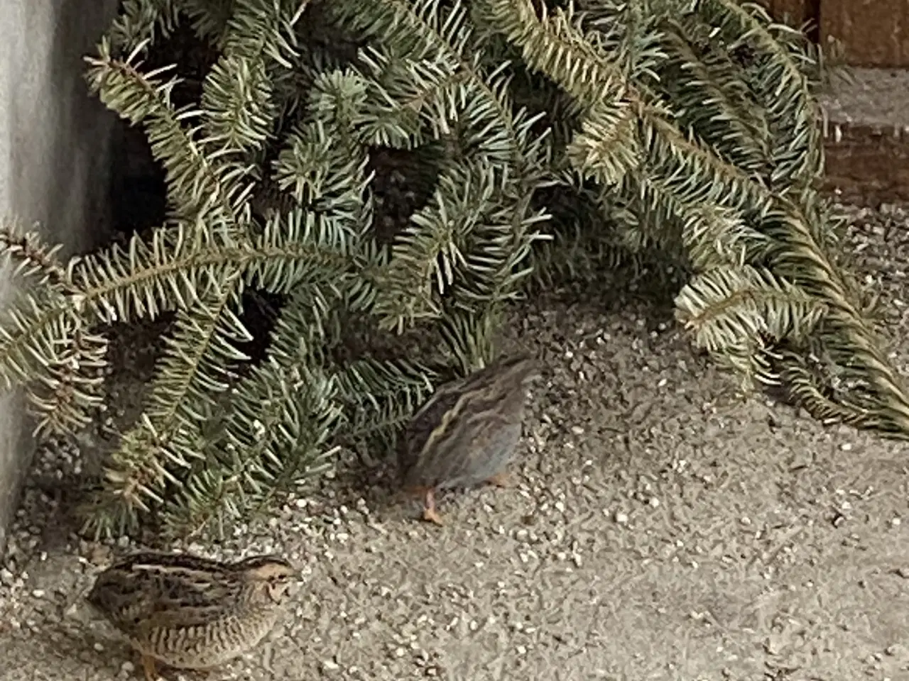 Billede 1 - Dværg vagtler