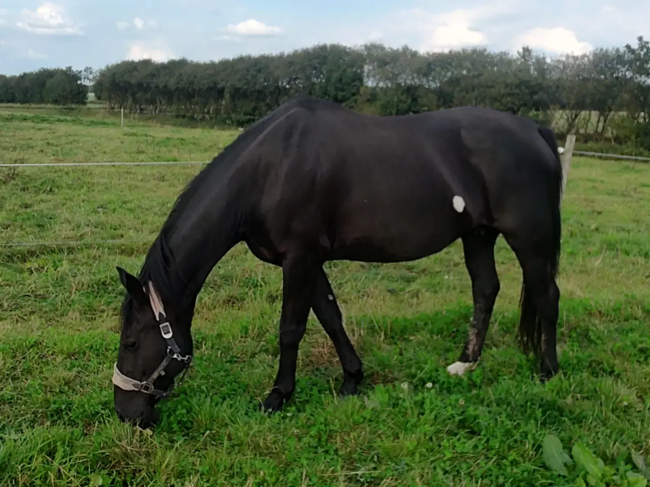 Billede 1 - Oldenborg Hoppe 