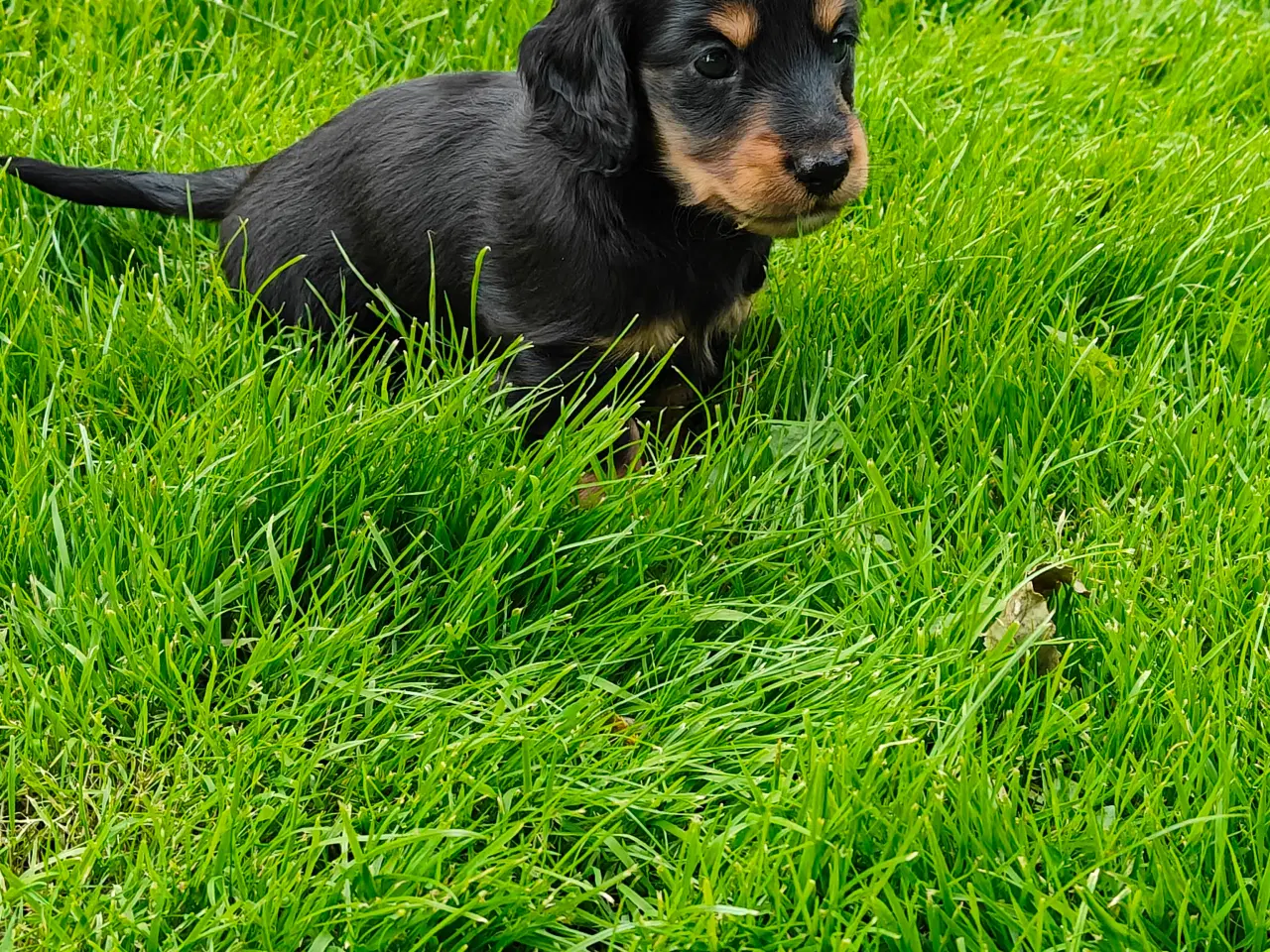 Billede 2 - Langhåret dværg gravhund 