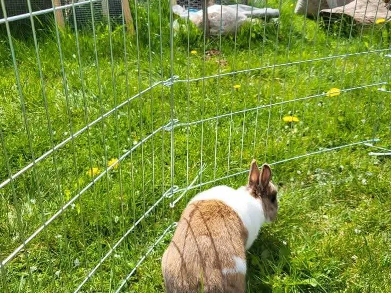 Billede 4 - Uffe ✅klar til adoption♂️