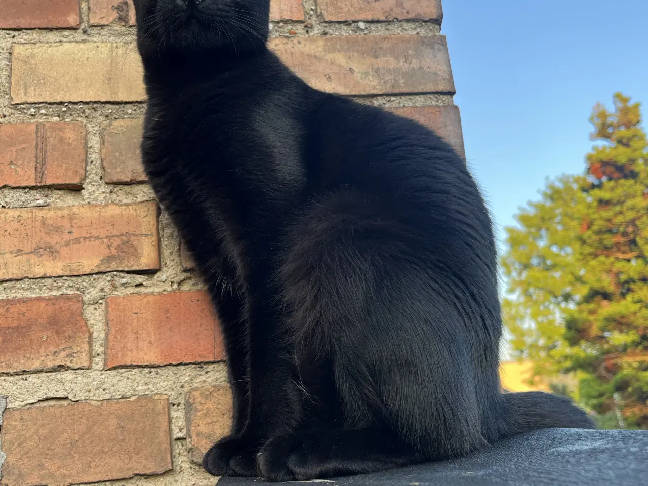 Billede 1 - En ung og søg kat