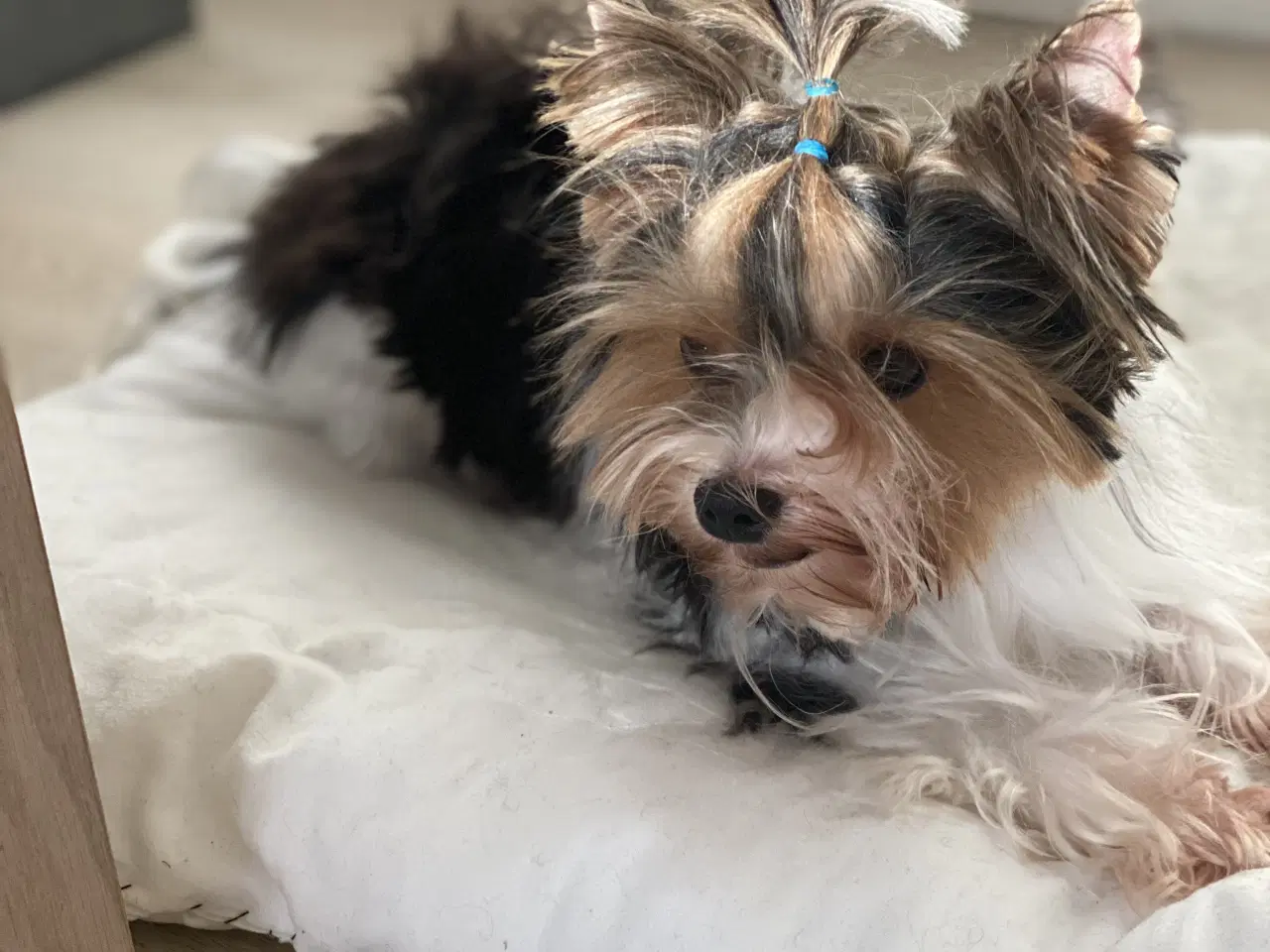 Billede 2 - Biewer til kærligt hjem - gerne pensionister