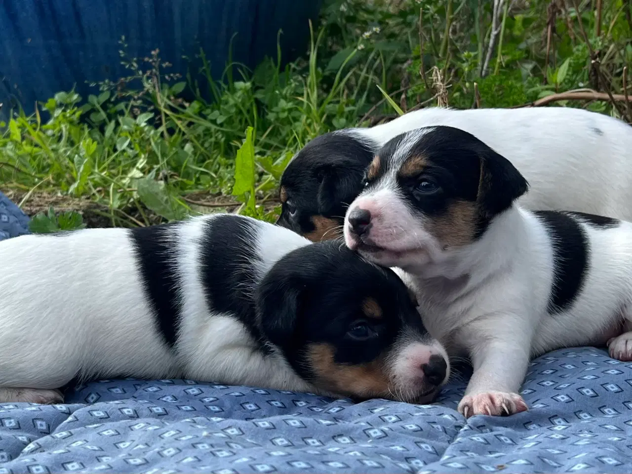 Billede 12 - Dansk-svensk hundehvalpe 