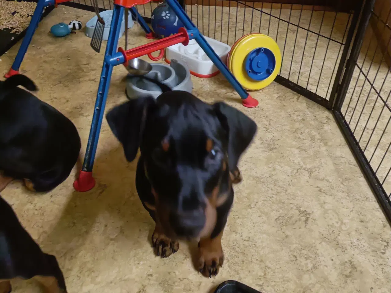 Billede 3 - Mild og kærlig Dobermann hvalp