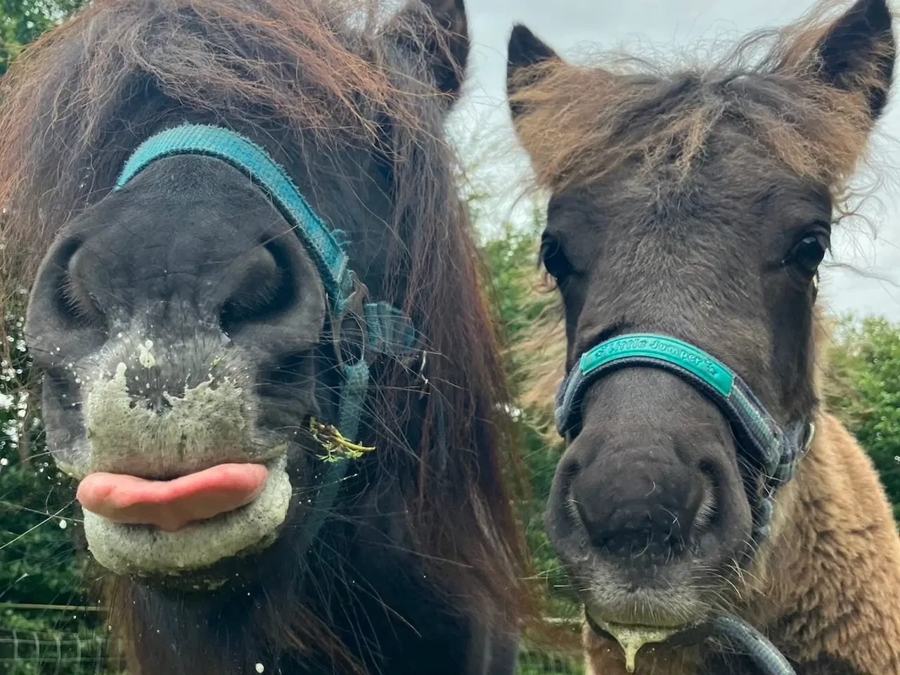 Billede 3 - Shetlands pony hingsteføl