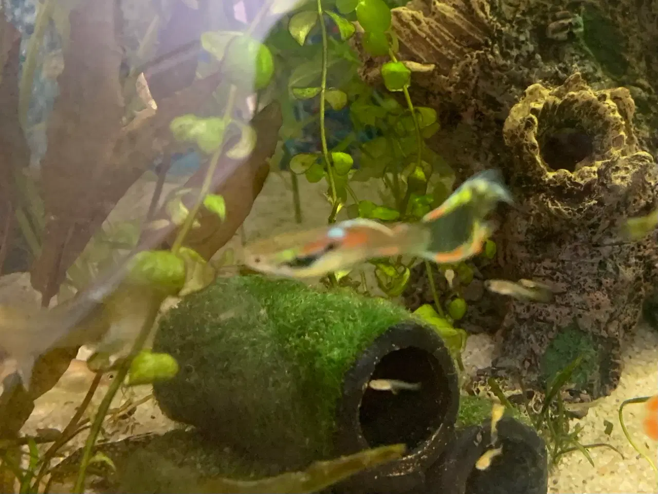 Billede 3 - Guppy/endlers mix yngel