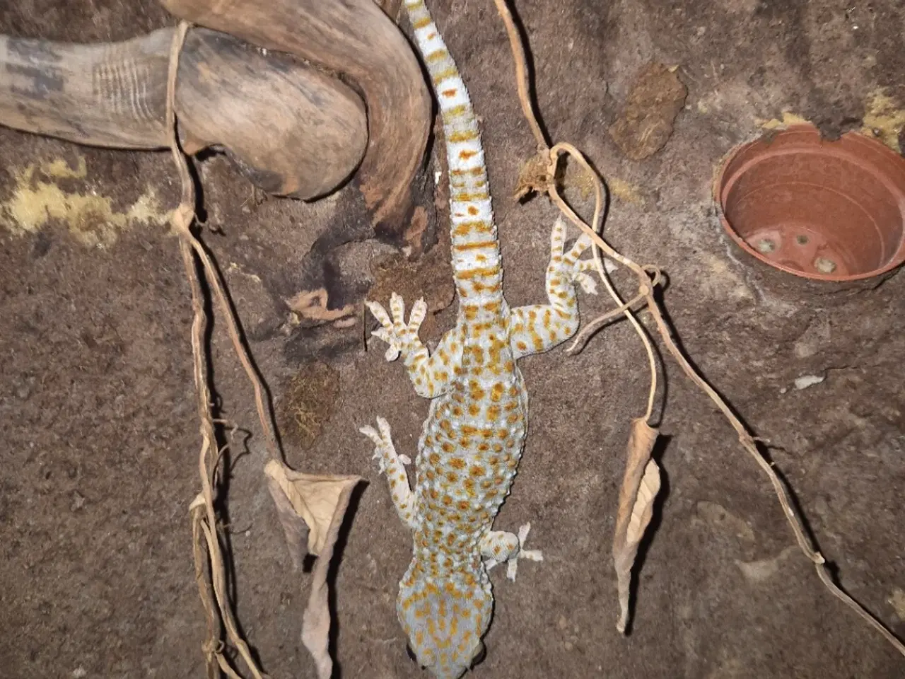 Billede 4 - sjældenhed (!) 2x tokay unger 