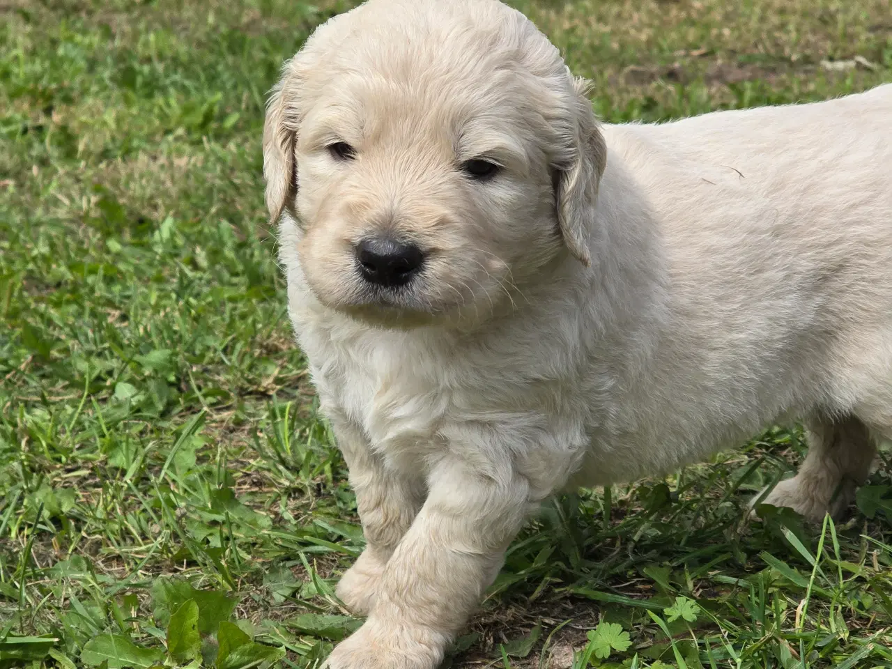 Billede 6 - Goldendoodle hvalpe søger nyt hjem.